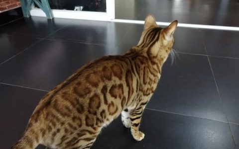 怎么判断是不是猫藓,猫藓初期是什么样的症状？你知道猫斑秃和猫藓的区别吗？！