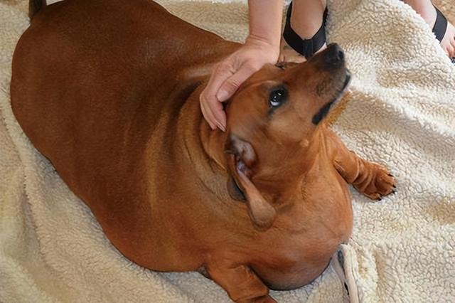 这6种狗超容易胖，分分钟让你变“养猪大佬”！长毛腊肠犬多少钱一只幼犬？