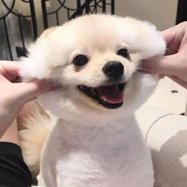 斑点狗多少钱一只纯种斑点狗多少钱一只！