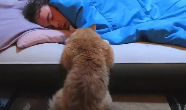 猫咪知道人在睡觉吗为什么？猫咪蹲在床头看主人睡觉究竟是什么癖好？莫非爱上你了？！