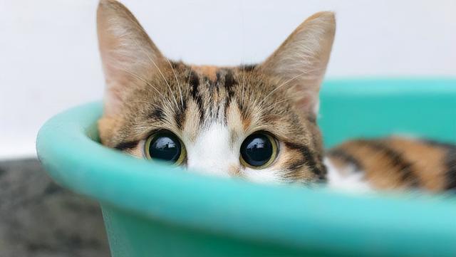 快速让猫咪信任新主人刚买的猫很怕人？如果你的猫很怂，你会选择怎么做？这几点可以帮助猫咪建立信心！