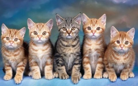 艾草对猫咪有害吗？资深铲屎官分享养猫的7个“害处”，了解后还想养，说明是真爱！