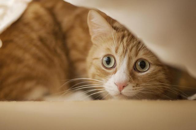 快速让猫咪信任新主人刚买的猫很怕人？如果你的猫很怂，你会选择怎么做？这几点可以帮助猫咪建立信心！