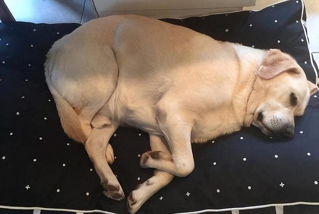 这6种狗超容易胖，分分钟让你变“养猪大佬”！长毛腊肠犬多少钱一只幼犬？