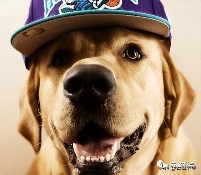 为什么比熊养公不养母了？为何有的人宁愿养狗也不愿养父母？！