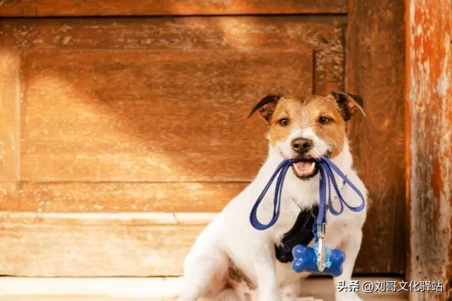 狗狗死后主人不能哭民间说法？俗话说“不怕家狗半夜哭，就怕坟头柳树粗”，啥意思？有道理吗！