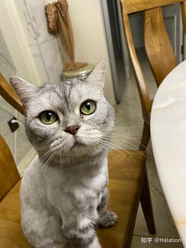 狗对主人的记忆有多久？猫咪多久会忘记一个人？！