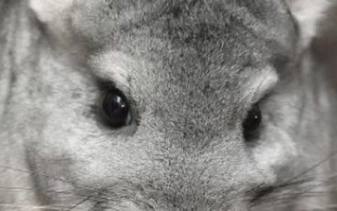 龙猫是什么动物图片大全？龙猫的故事！