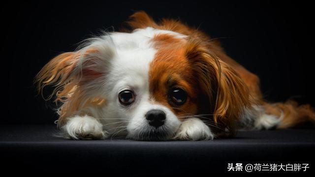 狗狗驱虫多久一次多少钱？如何避免狗狗感染寄生虫？为什么要定期给狗狗做驱虫？！