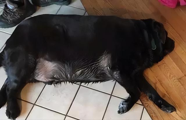 这6种狗超容易胖，分分钟让你变“养猪大佬”！长毛腊肠犬多少钱一只幼犬？