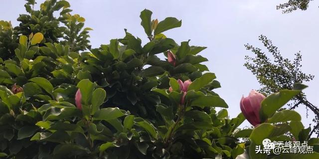 为什么比熊养公不养母了？为何有的人宁愿养狗也不愿养父母？！