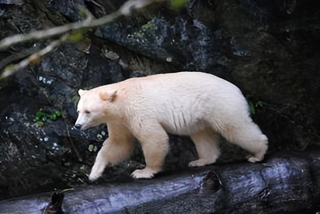 超出你预想的美！罕见的白色动物，纯洁如冰雪！白熊犬图片？