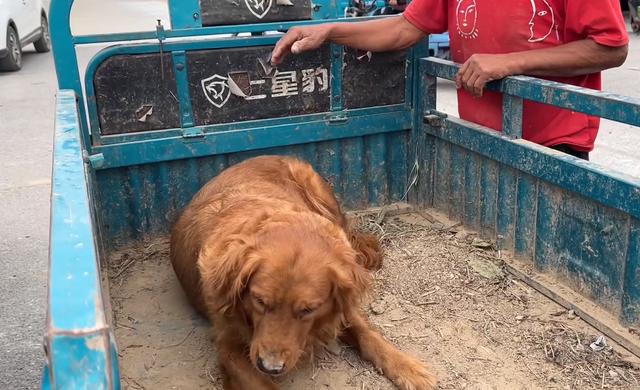 因太胖逃过一劫的金毛，终于获救，大叔只要给钱，杀了我也不管！大金毛能卖多少钱一只？