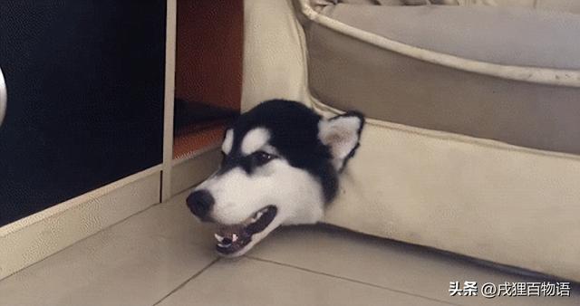 哈士奇哈士奇串萨摩耶！