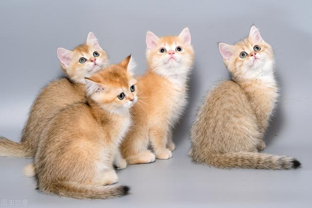 马犬怎么训练听话视频教程全集？只需5步，教你训练出随叫随到的乖巧小猫咪！