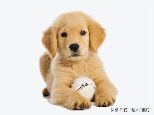 狗狗驱虫多久一次多少钱？如何避免狗狗感染寄生虫？为什么要定期给狗狗做驱虫？！