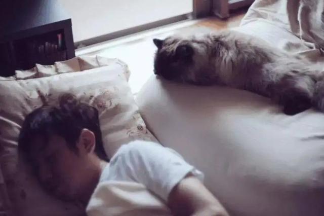 猫咪知道人在睡觉吗为什么？猫咪蹲在床头看主人睡觉究竟是什么癖好？莫非爱上你了？！