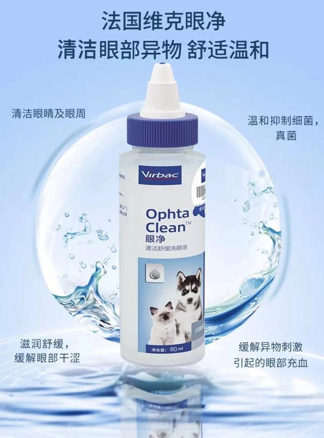 银渐层猫咪有眼屎是怎么回事？猫咪常见病症自治方法！