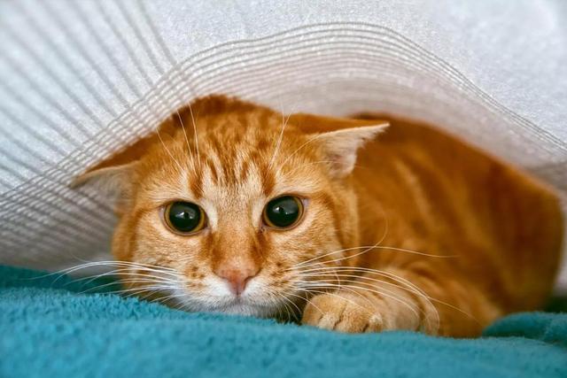 快速让猫咪信任新主人刚买的猫很怕人？如果你的猫很怂，你会选择怎么做？这几点可以帮助猫咪建立信心！