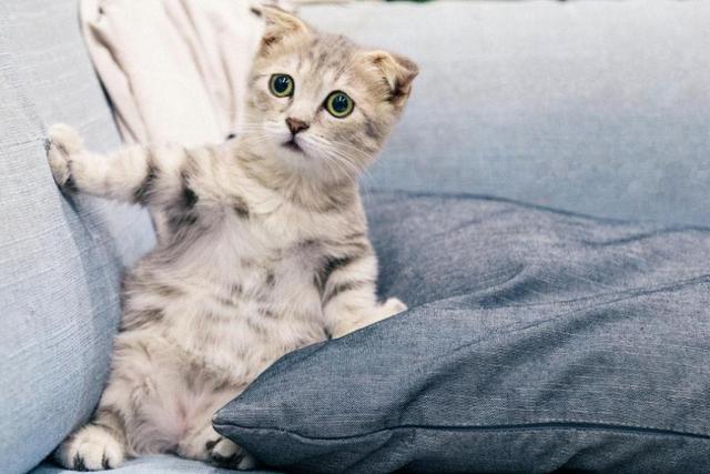 快速让猫咪信任新主人刚买的猫很怕人？如果你的猫很怂，你会选择怎么做？这几点可以帮助猫咪建立信心！