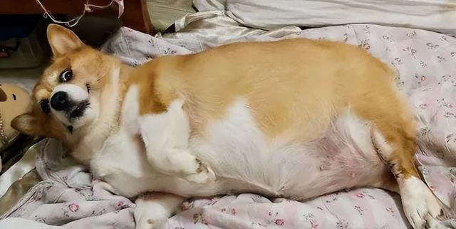 这6种狗超容易胖，分分钟让你变“养猪大佬”！长毛腊肠犬多少钱一只幼犬？