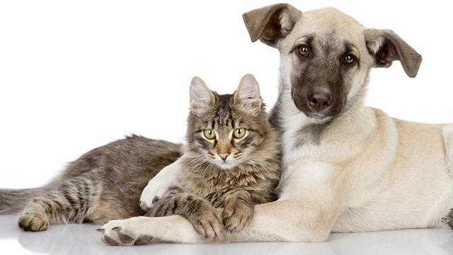 风水学猫和狗能一起养吗？猫与狗是天敌？！