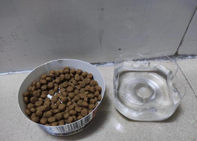 一只断尾小猫咪！猫多少钱一只正常价？