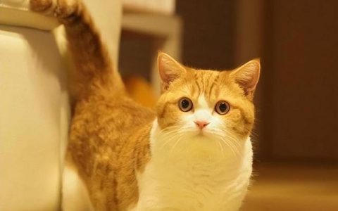 英短矮脚猫为什么不建议买？曼赤肯猫成为香饽饽？这些“优点”，令人爱不释手！