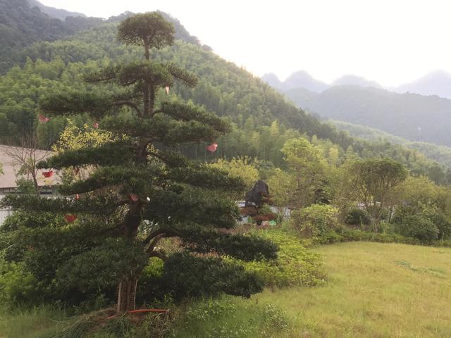 莫作贪嘴的豹猫