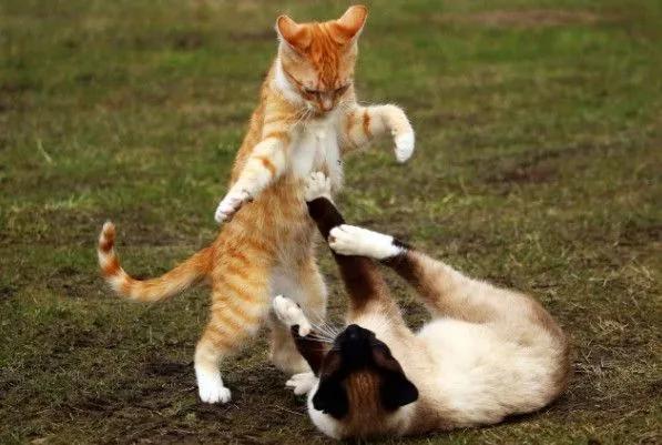 风水学猫和狗能一起养吗？猫与狗是天敌？！