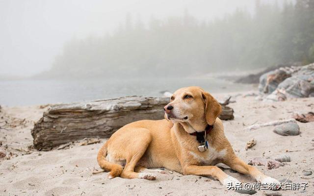 狗狗驱虫多久一次多少钱？如何避免狗狗感染寄生虫？为什么要定期给狗狗做驱虫？！