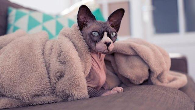 快速让猫咪信任新主人刚买的猫很怕人？如果你的猫很怂，你会选择怎么做？这几点可以帮助猫咪建立信心！