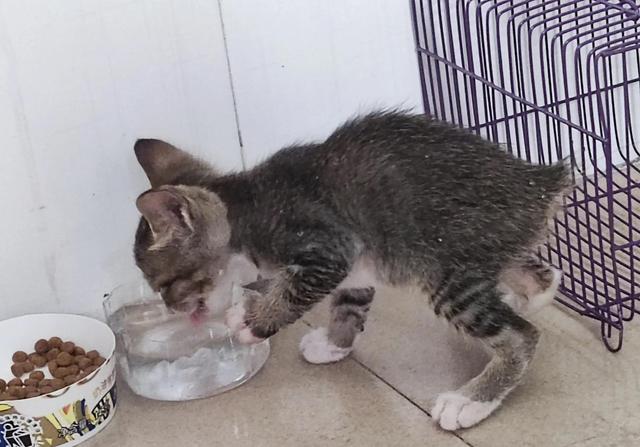 一只断尾小猫咪！猫多少钱一只正常价？