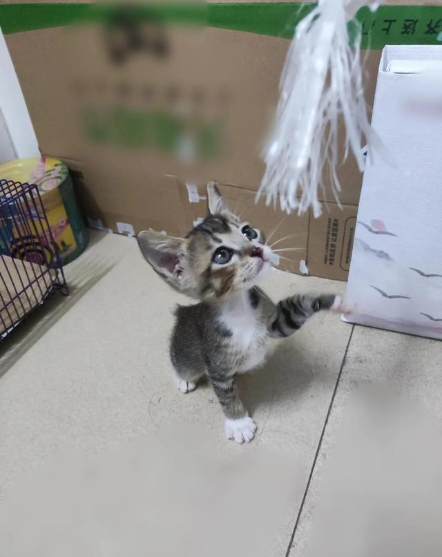 一只断尾小猫咪！猫多少钱一只正常价？