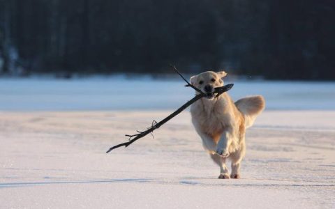 狗狗知识金毛犬的价格多少钱一只金毛犬多少钱一只幼崽!