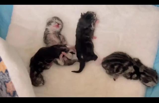 猫几个月生小猫崽？猫生！
