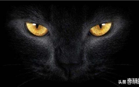 猫咪僵硬了12个小时又复活小猫死了母亲会伤心吗视频？小镇迷案——安宁镇的猫！