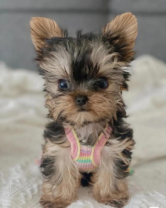 马尔济斯价格多少钱一只？马尔济斯价格！