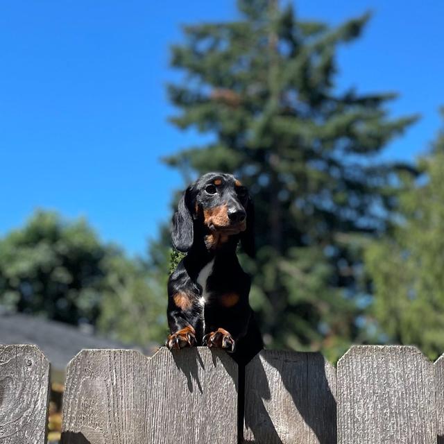 小型腊肠犬多少钱一只？小型腊肠犬多少钱一只图片！