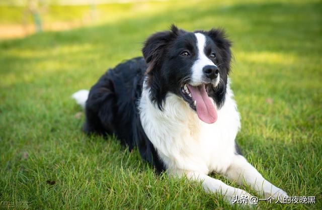 德国牧羊犬多少钱一只幼犬？德国牧羊犬多少钱一只幼犬母狗！