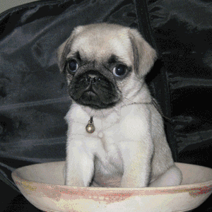 告诉你一个秘密，千万不要轻易养巴哥