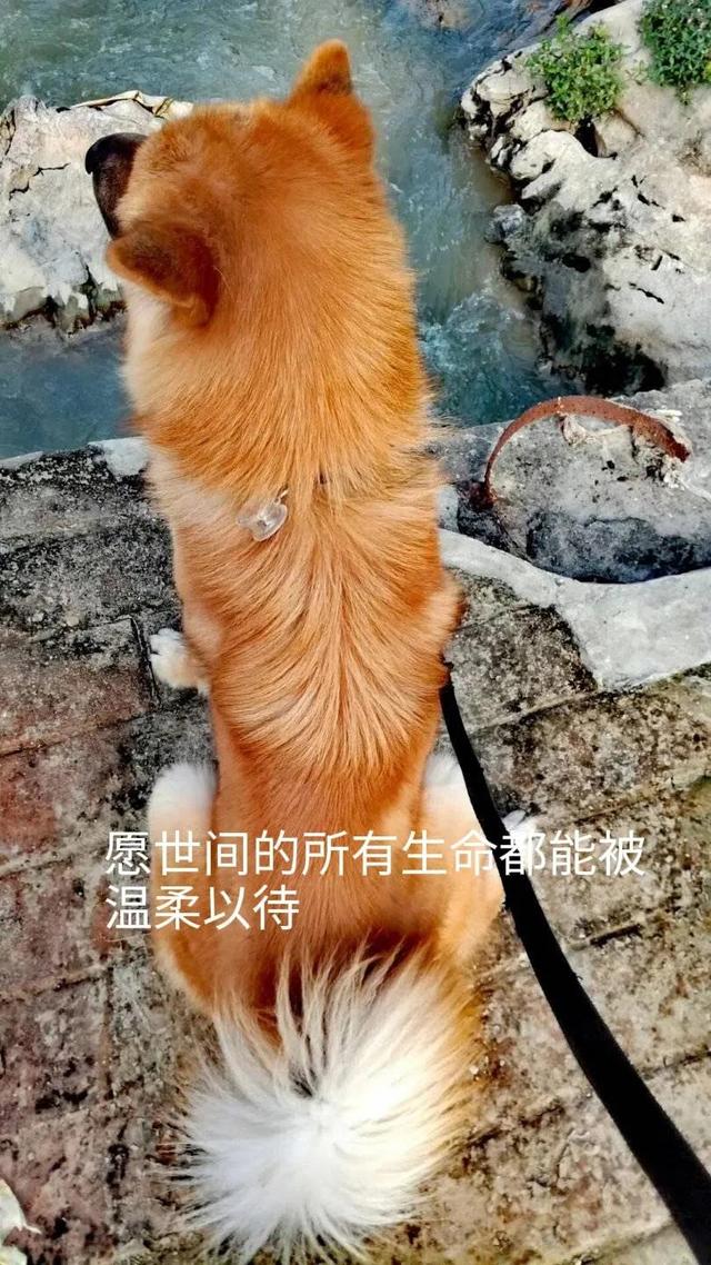 一只叫鼻的笨狗