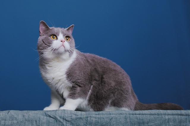 英短蓝猫价格在多少钱一只？英短蓝猫价格一般多少钱一只！