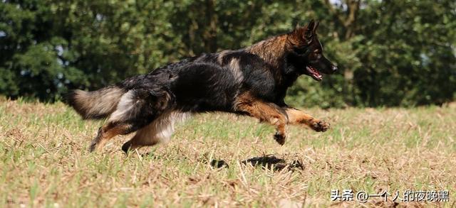 德国牧羊犬多少钱一只幼犬？德国牧羊犬多少钱一只幼犬母狗！