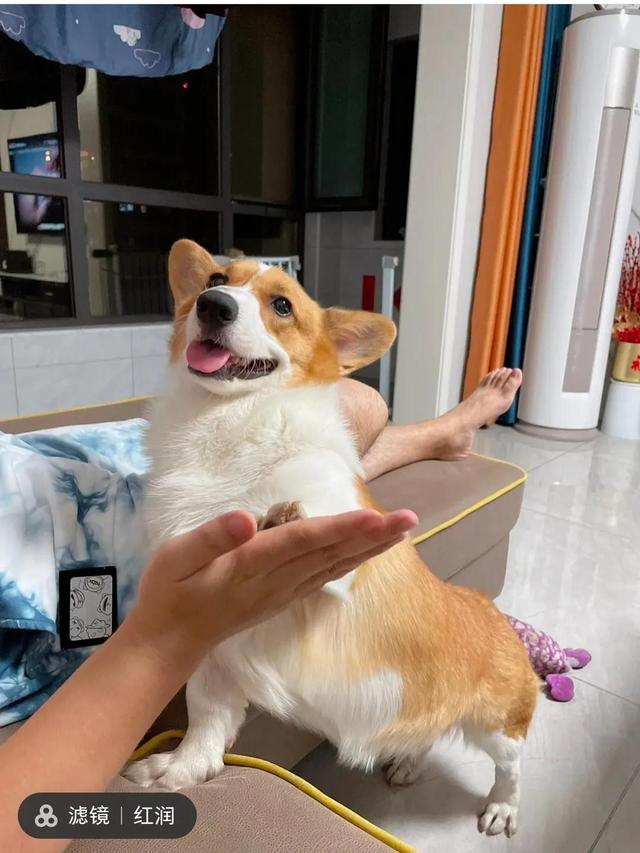 养柯基3年，狗狗不生病技巧