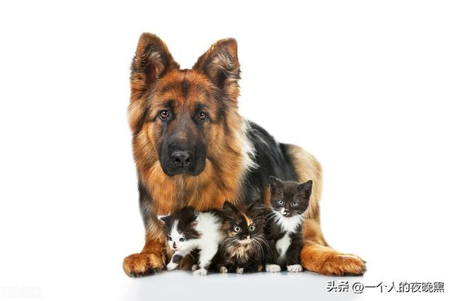 德国牧羊犬多少钱一只幼犬？德国牧羊犬多少钱一只幼犬母狗！