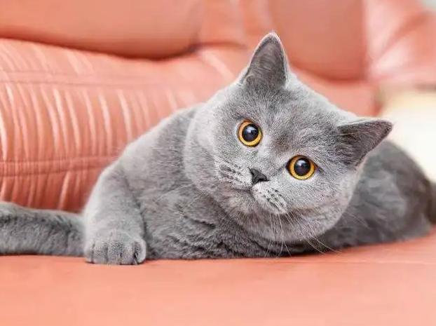 暹罗猫？泰国暹罗猫价格多少钱一只！