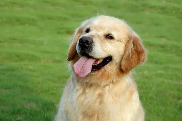 正宗金毛犬的图片大全？正宗金毛犬的图片及价格！