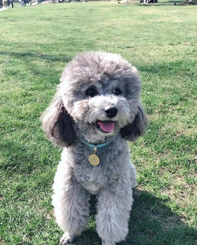 马尔济斯价格多少钱一只？马尔济斯价格！