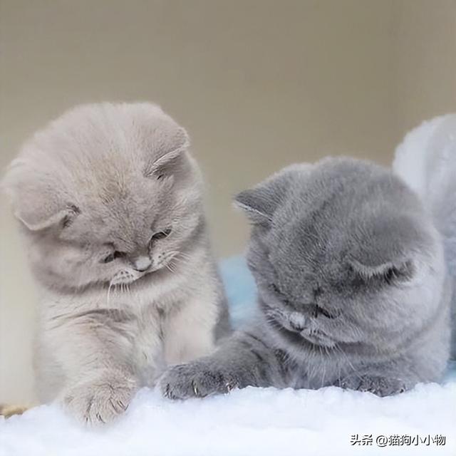 波斯猫多少钱一只幼崽？波斯猫多少钱一只幼崽雪鞋猫多少钱一只！